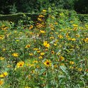 Heliopsis helianthoides 'Scabra Summer Night'